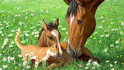 CAT for Horses