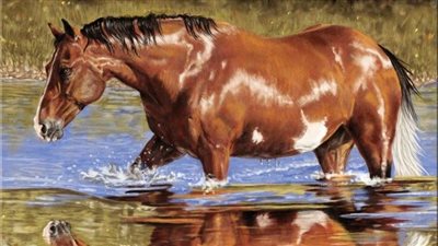 Horse Care and parasite worm control  Harrowing pasture