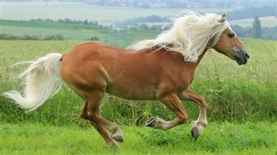 Meet the Icelandic Horse