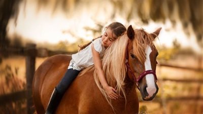 Happiness is a Haflinger