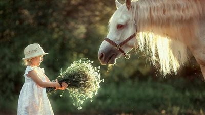 College Application Tips for Equestrians