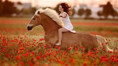 Fly Control for Your Horse