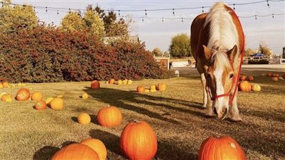 Pumpkin for Horses: Yay or Nay?