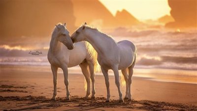 Chris Cervantes: Inclusion in Equestrian Sports