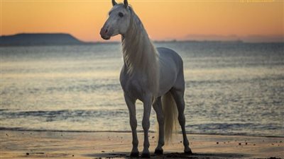Choosing a Horse Camp