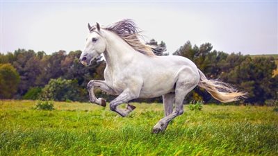 Annie’s Equestrienne Apparel