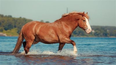 12 Fascinating Facts about Horses