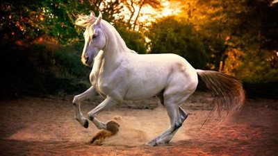 Breed Spotlight: Norwegian Fjord Horse