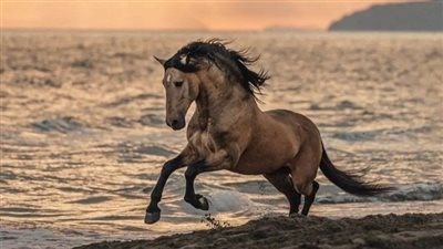 Tame Your Horse Show Nerves
