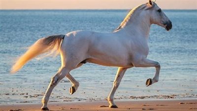 In Case of Colic: What is Colic in Horses and How Do You Treat and Prevent It?