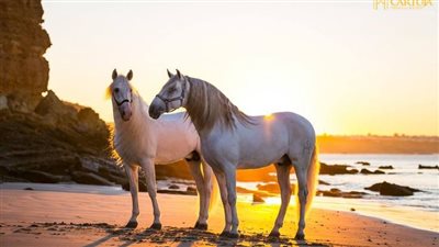 DIY Craft: Make a Horse Head Wreath
