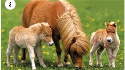 From Pasture to Heart: Discover the Irresistible Charm of Adorable Ponies ‎