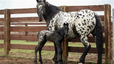Appaloosa x Friesian Cross – A Masterpiece of Equine Beauty and Grace