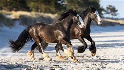 Senior Horse Care in Winter