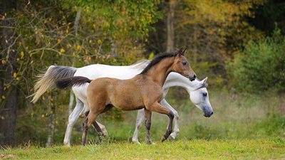 Happiness is a Haflinger