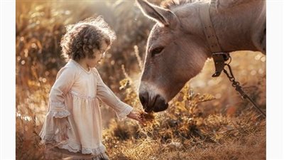 Carrot Cookies for Your Horse