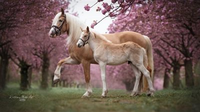 What Happens if a Horse Breaks a Leg?