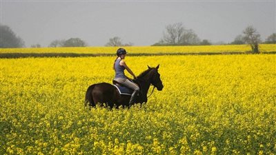 Increase your horse’s turnout time