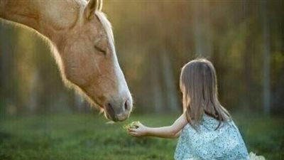 Laminitis: Action Plan