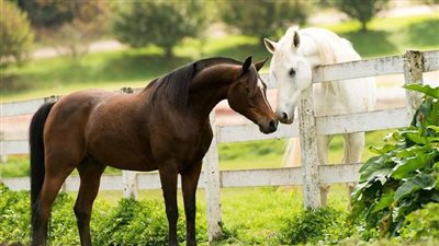 Why Polyester Halters Are A Biosecurity Hazard