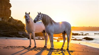 What A Horse’s Posture May Say About His Health