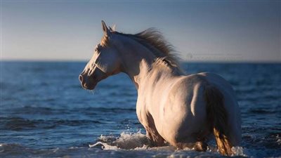 4 Keys To Joint Health In Older Horses
