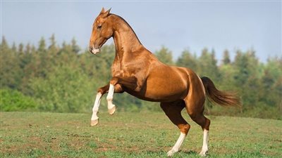 5 Things To Do When Your Horse’s Leg Is Swollen