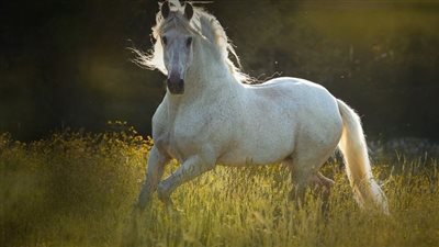 Joint-Friendly Training For Your Horse