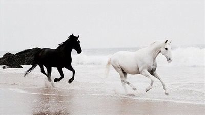 What Do Equine Joint Noises Mean?