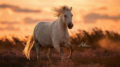 Your Gateway To An Experience Of Lifetime: Costa Rica’s Gaited Horses