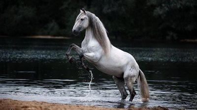 What Science Says About Ear Covers For Horses
