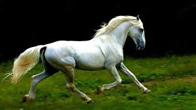 Effects Of Gait When Working A Horse On Circles