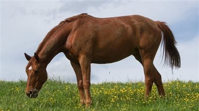 Are You Setting Your Horse Up For Bad Behavior?