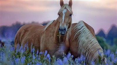 The Curious Case Of The Horses Who “Hibernate”