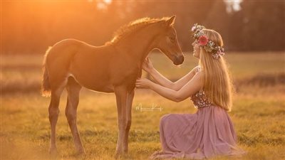 Tips For Trailering Your Horse In Summer