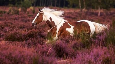 Horsekeepers: Skip The Guilt Trip!