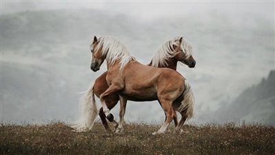 Get Your Horse Fit For Long Summer Rides