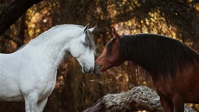 Body Condition Scoring Your Horse