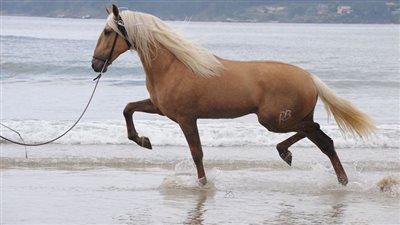 Know your fetlocks