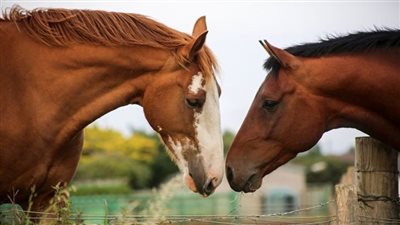 Biosecurity