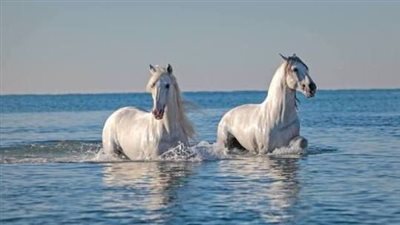 Distilling The Facts About Horses' Kidneys