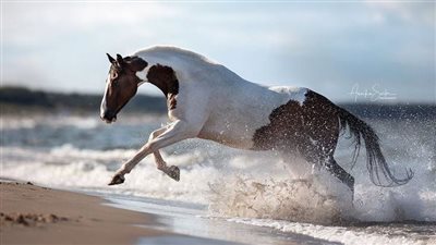 Top facts about equine atypical myopathy