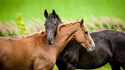 Equine biosecurity: what you need to know