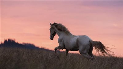 Understanding your horse’s immune system
