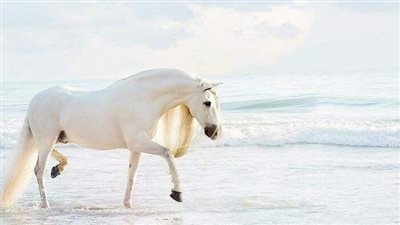 How to assess the colour of your horse’s mucous membranes