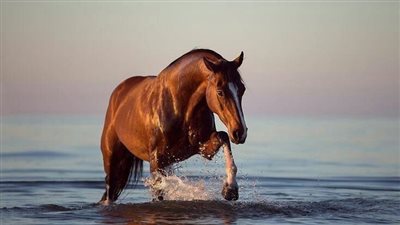How to take your horse’s temperature