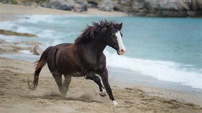 Retraining a racehorse