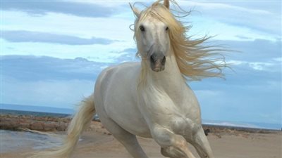 Retraining a racehorse part 2