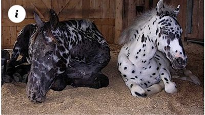 Unveiling the Beauty and Elegance of the Black Spotted Horse: A Majestic Marvel in Equine World (Video)  ‎