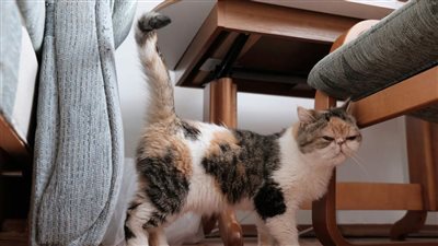 HOW TO STOP A CAT FROM SPRAYING